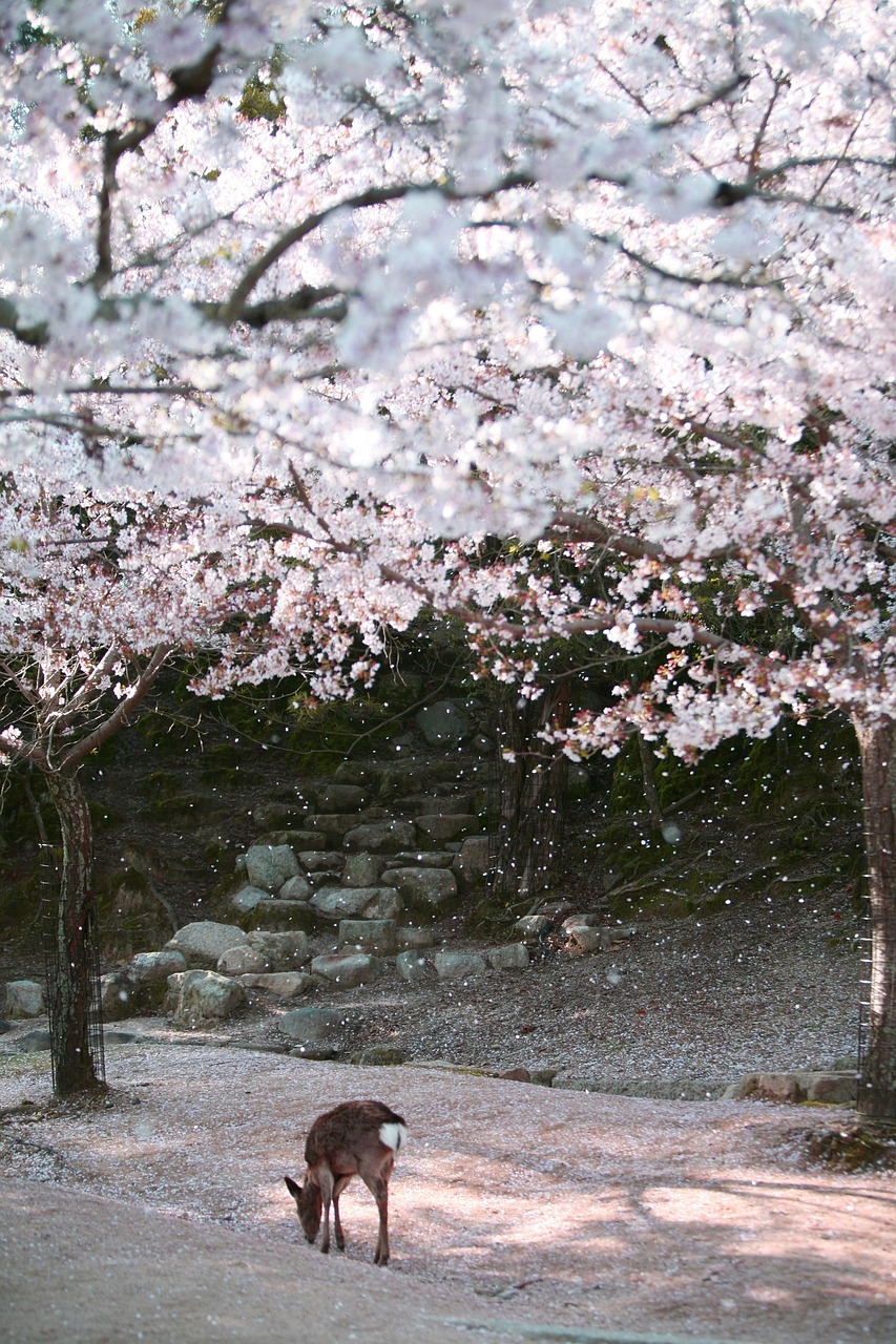 Japan Traveling Feature
